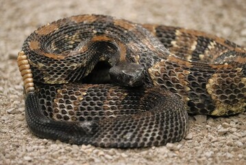 Gorgeous Timber Rattlesnake Black Phase