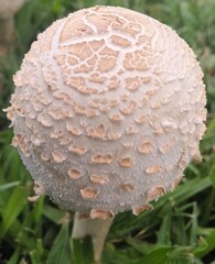 mushroom in the forest