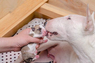 Bull terrier puppy playing with its mother in a wooden box