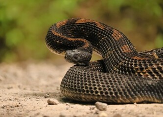 Gorgeous Timber Rattlesnake Black Phase