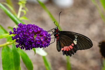 Butterfly Parides Eurimedes on flower. It is a species of butterfly in the family Papilionidae. It is commonly known as the mylotes cattleheart, Arcas cattleheart.