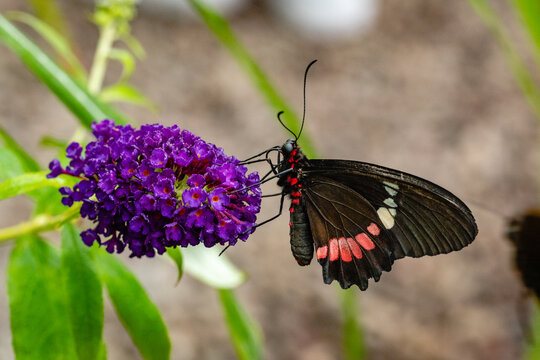 Butterfly Parides Eurimedes on flower. It is a species of butterfly in the family Papilionidae. It is commonly known as the mylotes cattleheart, Arcas cattleheart.