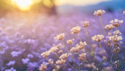 Naklejka premium Small purple flowers of lavender field on sunny day with beautiful butterfly sitting on blooming meadow