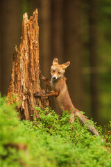 male red fox (Vulpes vulpes) leaning on a tree stump