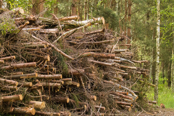 A pile of branches (Frangula alnus) after forest logging, stacked in tall heaps along the side of a forest road. The thick branches create a raw, sensual landscape of nature after human intervention.