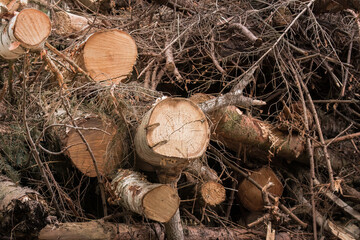 A pile of branches (Frangula alnus) after forest logging, stacked in tall heaps along the side of a forest road. The thick branches create a raw, sensual landscape of nature after human intervention.