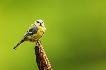 Eurasian blue tit (Cyanistes caeruleus) sitting on small branches and looks to the right