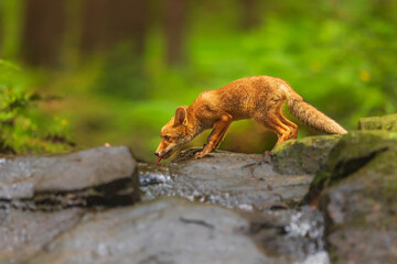 male red fox (Vulpes vulpes) has prey in the woods