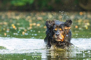 black and gold Hovie dog hovawart in the late sun running through the water