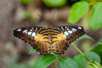 Butterfly Parthenos sylvia, clipper on a leaf. This is a species of nymphalid butterflies found in southern and southeastern Asia, mainly in forested areas.