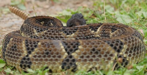 Gorgeous Timber Rattlesnake Black Phase