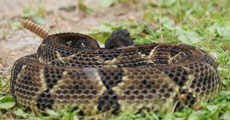 Gorgeous Timber Rattlesnake Black Phase