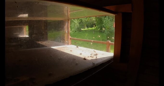 Vue sur une entr&eacute;e de ruche d'abeilles, 239,76fps ralenti X4 - 59,94fps	