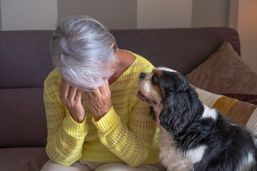 Sad senior woman sitting on sofa at home with hands on face near her cavalier king charles dog who...