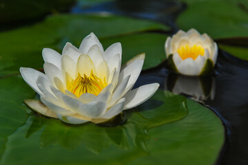 a beautiful flowering aquatic plant. a white water lily in a summer pond. close-up. High quality photo
