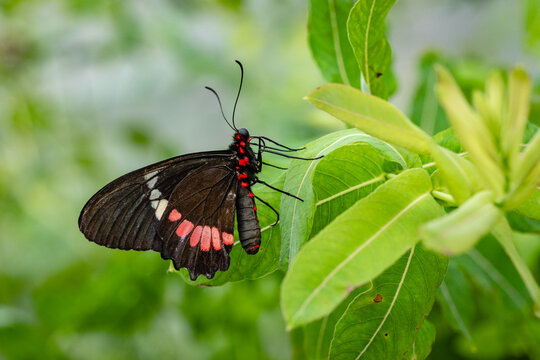 Butterfly Parides Eurimedes on flower. It is a species of butterfly in the family Papilionidae. It is commonly known as the mylotes cattleheart, Arcas cattleheart.