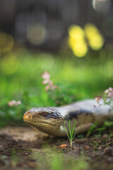 Close up of an Australian Blue Tongued Skink, exotic pets exploring an outdoor enclosure.