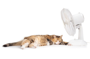 Relaxed cat lying next to fan. Isolated cute kitty cat enjoying the breeze from ventilator. Keeping pets cool in summer or heat waves. Female calico cat, long hair. Selective focus.
