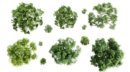 From above green trees canopy collections cutout on white 3d render
