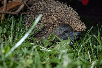 a hedgehog in the forest at the green meadow