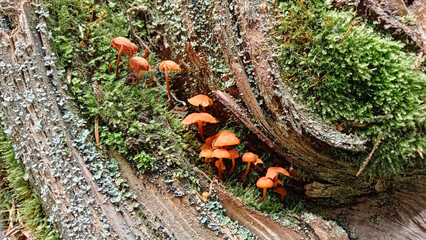 close up photo of beautiful, small, brown, little, mushrooms in the forest, growing at the tree