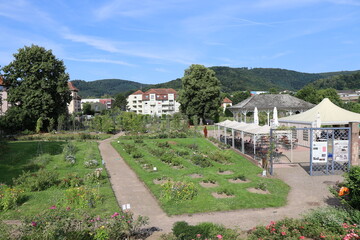 Roseraie, ville de Saverne, département du Bas Rhin, France