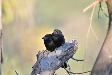 Ave, pareja de Garrapateros Piquiestriados cubriéndose del frío.