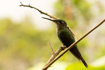 hummingbird on a tree