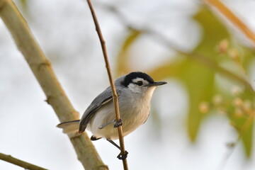 Ave, Perlita Frentiblanca lista para volar.
