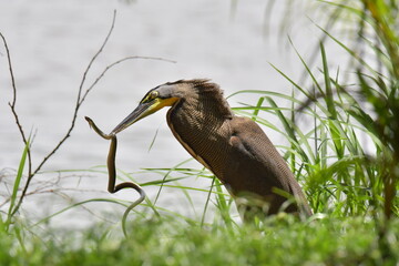 Ave, Garza Tigre cazando serpiente.