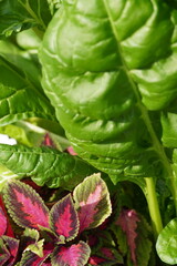 Close up of green and red plants on a sunny day. Summer 2024. Tallinn, Estonia