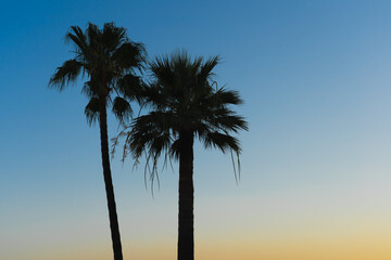Obraz premium Silhouettes of two tropical palm trees against the sunset sky.