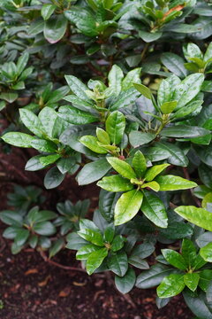 Close up of deep green color rododendron bushes on a summer day. Brown-red ground. Tallinn, Estonia. July 2024