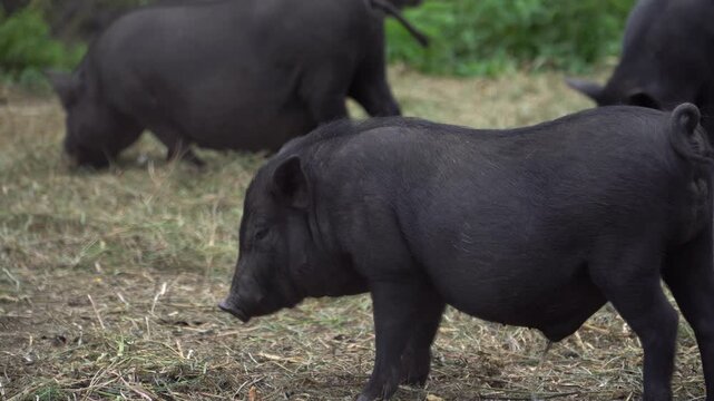 Footage of black vietnamese pot-bellied piggy pissing  on a farm outdoors. 4k real time video. Animal farming concept