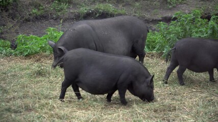 Footage of black Vietnamese pot-bellied pigs on a farm outdoors. 4k real time video. Animal farming concept