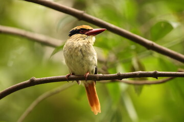 The Sulawesi lilac kingfisher (Cittura cyanotis) is a species of kingfisher in the genus Cittura, found in the lowlands of the Indonesia island of Sulawesi 