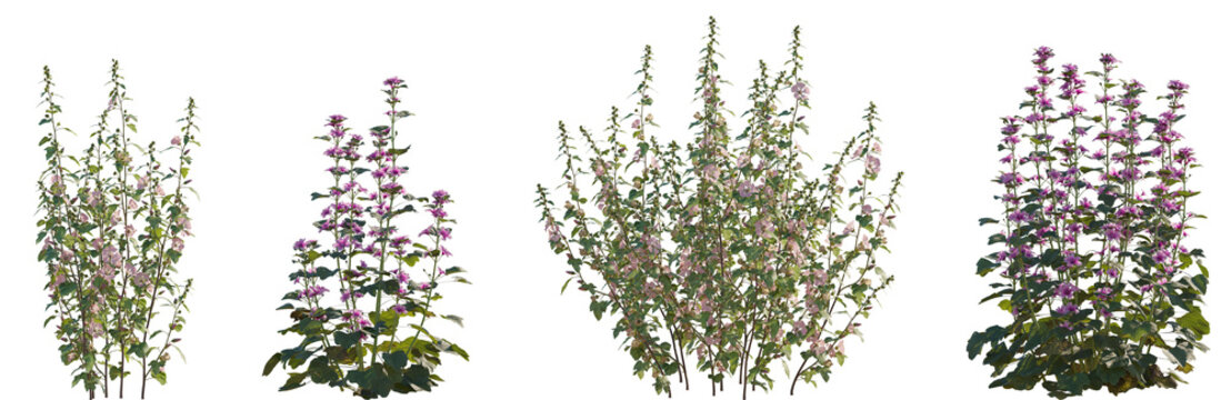 Set of Lavatera clementii (Tree Mallow) shrub and Malva sylvestris (mallow) frontal isolated png on a transparent background perfectly cutout high resolution