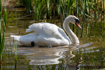 Fototapeta premium swan on the water