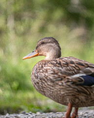 duck in the grass