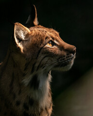 portrait of a lynx © Tobias