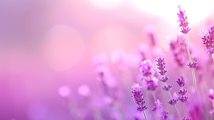 Obraz na płótnie Canvas Tranquil Beauty of Blurred Lavender Fields - Aromatic Serenity in Nature