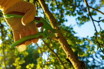Branch cutter for Cutting branch. Cutting branches on apple tree use Garden pruning shears. Trimming tree branch in country garden. Pruning tree with clippers on backyard in village. Pruning tools.