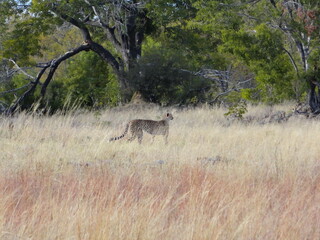 Animals in tall grass