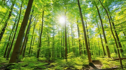 Naklejka premium Sunlight Shining Through Lush Green Trees In A Serene Forest During Spring