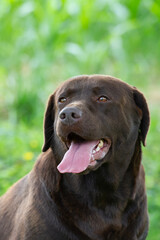 Porträt eines braunen Labrador Retriever