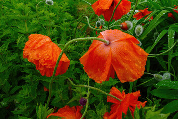 Fototapeta premium Close-up of a beautiful, bright red poppy flower with raindrops falling on it. High quality photo