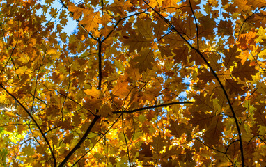Yellow autumn leaves as background. Natural texture. Abstract photo background. Close-up. Graphic design. Natural texture. Abstract colorful background.
