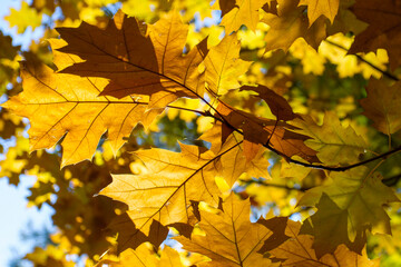 Yellow autumn leaves as background. Natural texture. Abstract photo background. Close-up. Graphic design. Natural texture. Abstract colorful background.