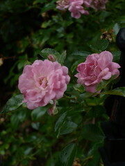 Fototapeta premium Pink Camellia