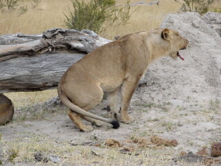 Lion in the Wild, Safari